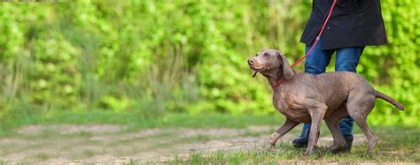 How to Leash Train a Weimaraner | Wag!