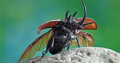 Cockroach vs Beetle: The 5 Key Differences - AZ Animals