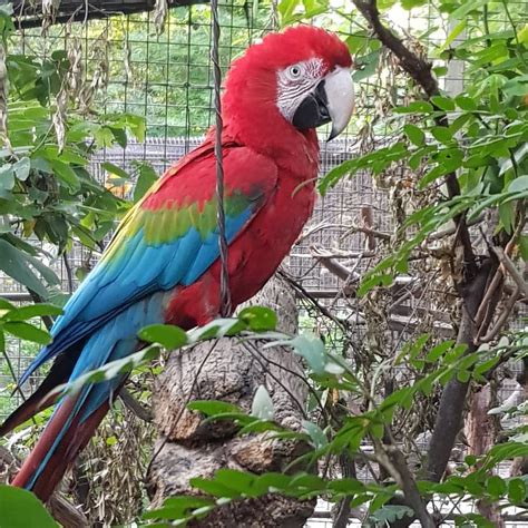 Green-Wing (Red And Green) Macaws For Sale | Terry's Parrot Farm