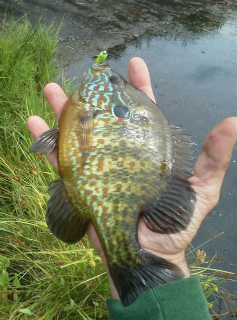 Sunfish, Pumpkinseed pmk00001 | www.roughfish.com