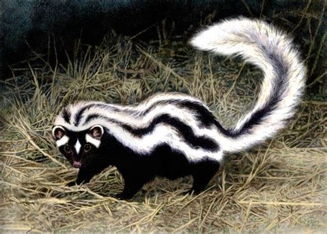 Striped Polecat by WillemSvdMerwe on DeviantArt | Silly animals, Animals beautiful, Unusual animals