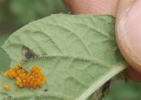 Colorado Potato Beetle: Life Cycle from Bulgaria - What's That Bug?