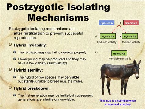 PPT - Speciation PowerPoint Presentation, free download - ID:4671474