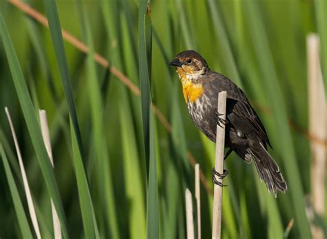 yellow-headed blackbird — Friday Feathered Feature — Madison Audubon