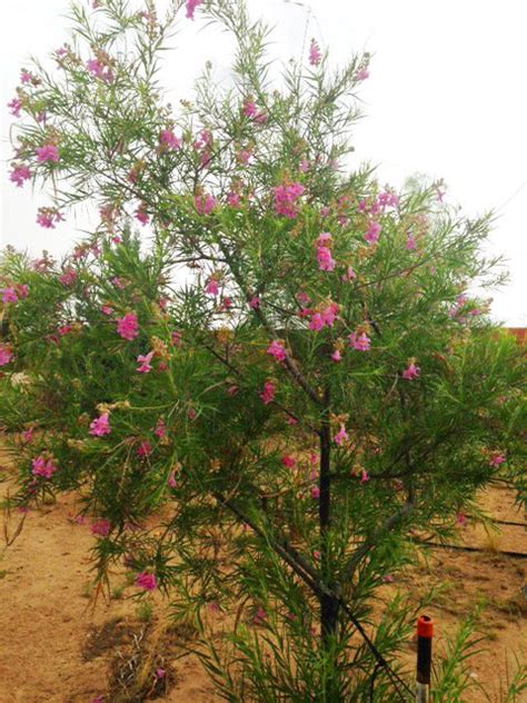 Desert Willow Tree - Guzman's Garden Centers