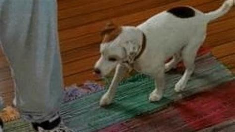 Wishbone (TV Series 1995–1998) - IMDb