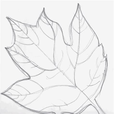 Leaf Drawing Images at GetDrawings | Free download