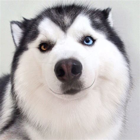 すごく幸せそうとネットで話題！天使のような笑顔をするハスキー | Husky dogs, Siberian husky dog, Cute husky