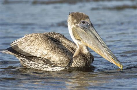 Visiting Pelican Island National Wildlife Refuge Florida - 2024