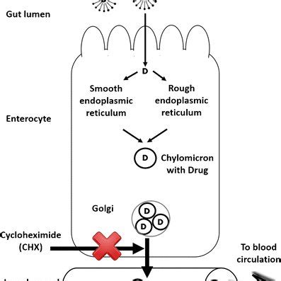 (a) Ex-vivo intestinal permeation of BER from different formulations... | Download Scientific ...