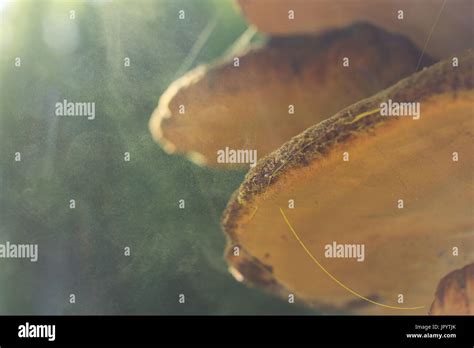 Yellow spores from inonotus hispidus hi-res stock photography and images - Alamy