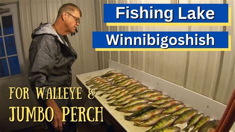 How We Fish Lake Winnibigoshish For Fall Walleye And Jumbo Perch! - YouTube