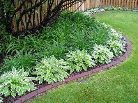 Hosta: Types and Planting, Care (120+ Photos) + Reviews