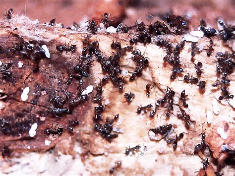 Can Ants Kill and Eat Termites? – Chem Free