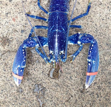 Discover the Top 8 Rarest Lobster Colors (#1 is 1-in-100 million!) - A-Z Animals