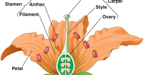 Biology: Reproduction in Flowering Plants