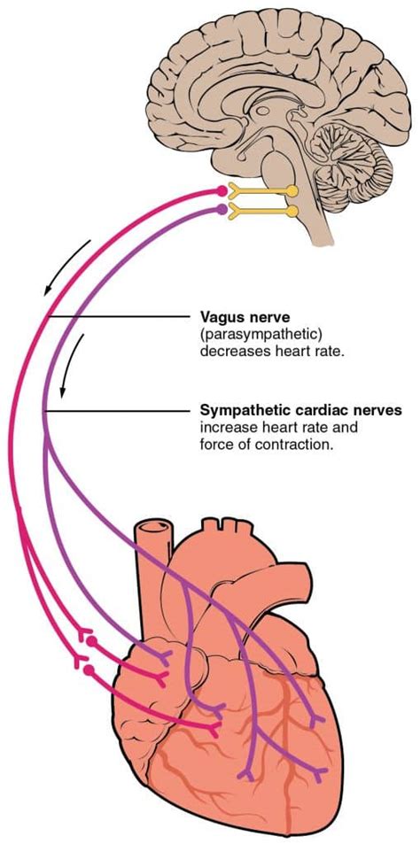 Autonomic Nervous System Function : The autonomic nervous system and its functions. | Download ...