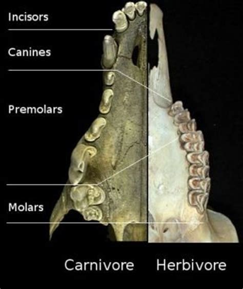 What Are Carnivores? - Examples, Definition & Quiz | Study.com