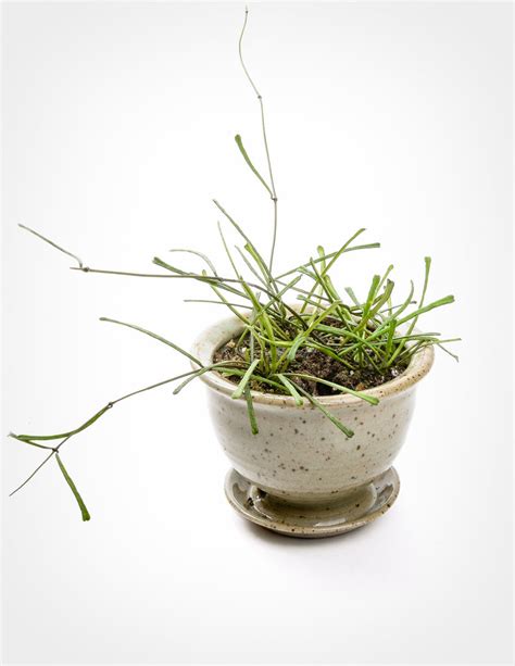 Hoya Retusa - Shop Rare Houseplants - Pistils Nursery