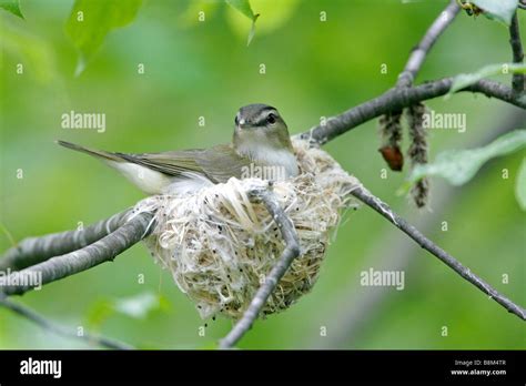 Red eyed Vireo on Nest Stock Photo: 22570487 - Alamy