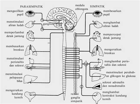 Belajar Biologi: sistem saraf pada manusia