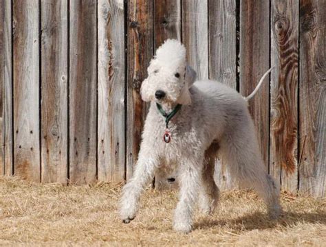 Bedlington Terrier Colors Liver Anything Terrier