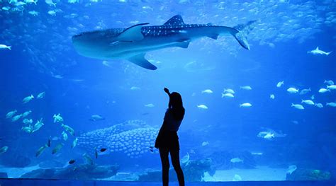 World-Renowned Vancouver Aquarium | Kenmore Air