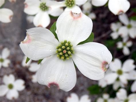 Spring Dogwood In Bloom - Birds and Blooms