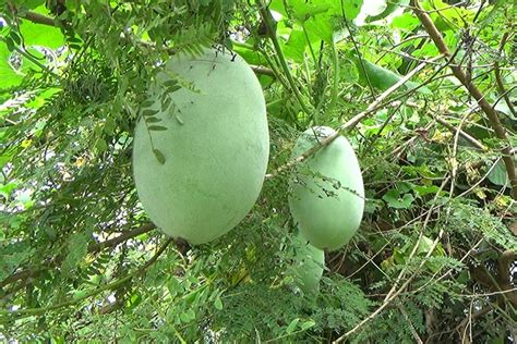 Muskmelon (Cucumis melo)