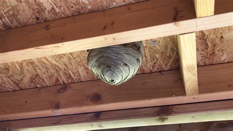 Wasps Nest Treatment - Photos