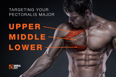 Best Exercises For Your Upper, Middle And Lower Chest Mirafit | vlr.eng.br