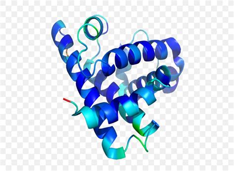 Protein Structure Myoglobin Peptide, PNG, 542x600px, Protein Structure ...