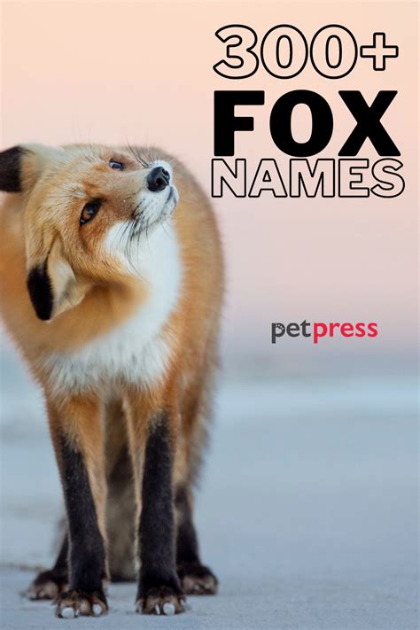 300+ Fox Names [with Video] | Cute, Funny, Cool Names for a Pet Fox