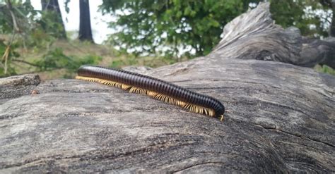 Millipede - A-Z Animals