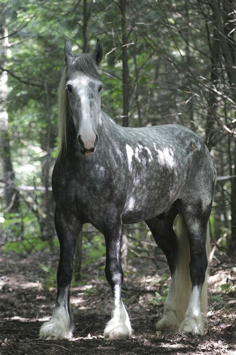 Percheron Horse | The Horse breeds of Cavalia | Horse breeds, Horses, Percheron horses