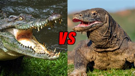 Komodo Dragon Vs Crocodile, Who Would Win? – Animals Comparison