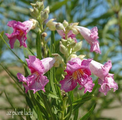 A Wonderful Dilemma.... - Ramblings from a Desert Garden