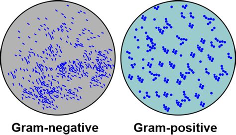 Difference between Gram-Positive Bacteria and Gram-Negative Bacteria - javatpoint