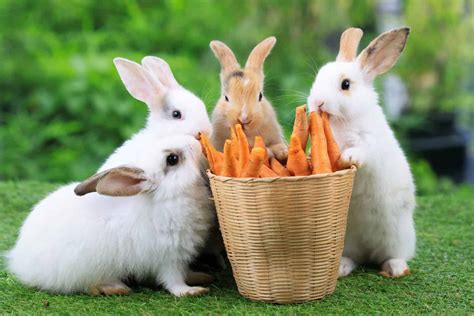 Yes, Rabbits Can Eat Carrots! But Follow These 5 Tips - A-Z Animals