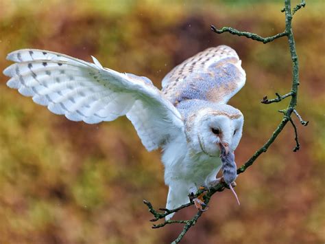 What Do Barn Owls Eat? (Complete Guide) | Birdfact