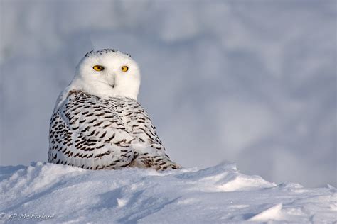 Ghosts from the Arctic | Vermont Center for Ecostudies