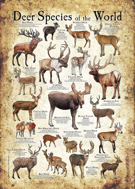 Buy Deer Species of the World Poster Print Online in India - Etsy