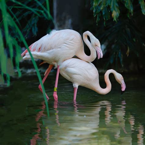 Flock Of Flamingo · Free Stock Photo