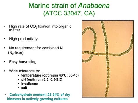 Bioethanol from microalgae