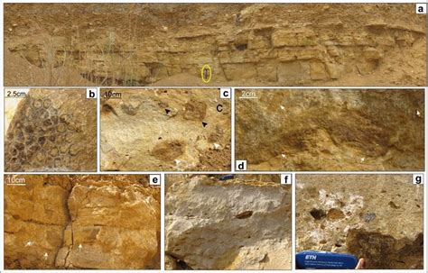 Facies 4 comprising lenticular amalgamated non-recurrent calcarenite... | Download Scientific ...