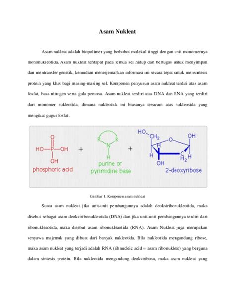 (DOC) Asam Nukleat | Sugianti Tahir - Academia.edu