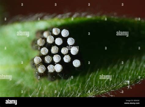 Pentatomidae eggs hi-res stock photography and images - Alamy