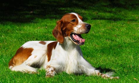 Irish Red & White Setter : History, Temperament, Care, Training, Feeding & Pictures