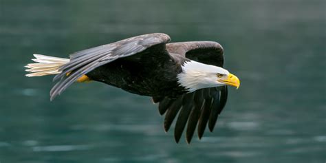 10 Características de las Aves