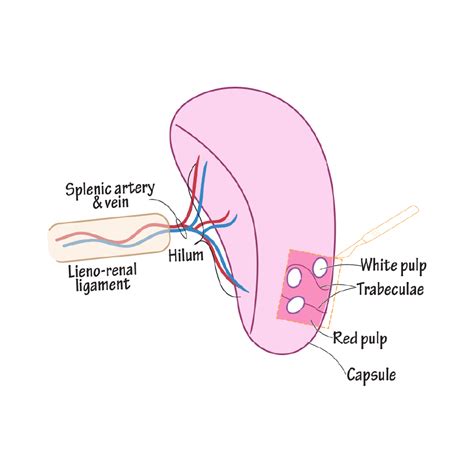 Histology Glossary: Spleen Anatomy & Histology | ditki medical ...